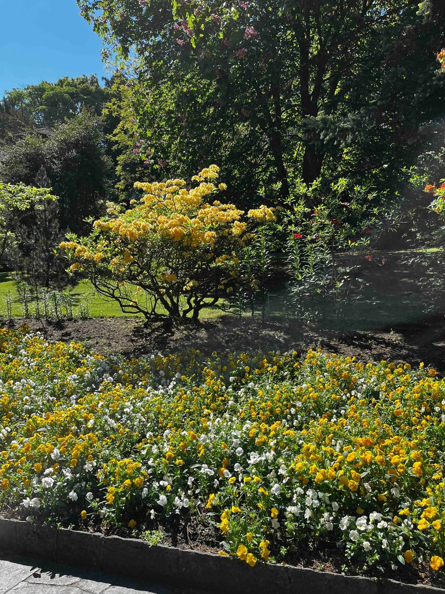 rhododendron giallo