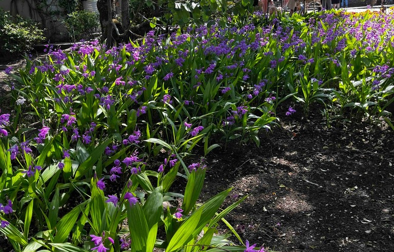 Bletilla
