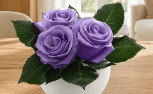 La rosa blu è sempre più vicina