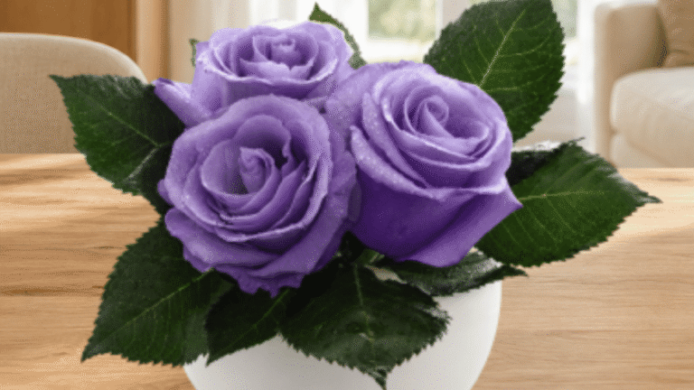 Rosa 'Applause' di Suntory