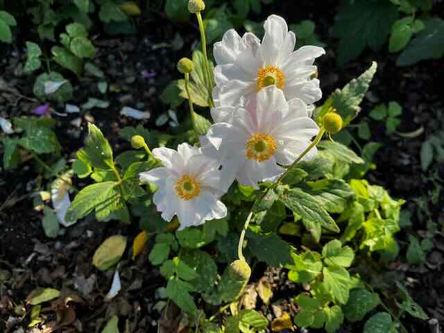 Anemone hupehensis o anemone giapponese a fioritura autunnale a fiore bianco
