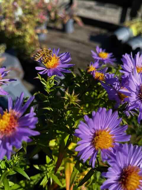 Symphyotrichum dumosum 'Early Blue'