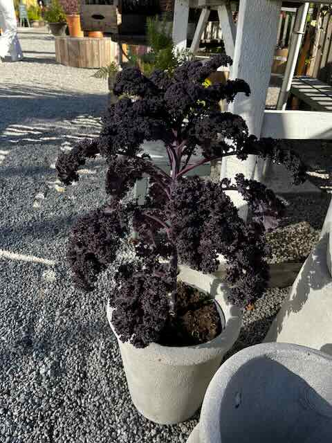 • Brassica oleracea (Gruppo Acephala). • Aspetto: Presenta foglie arricciate di un intenso colore viola-porpora o bordeaux con fusti dello stesso colore.