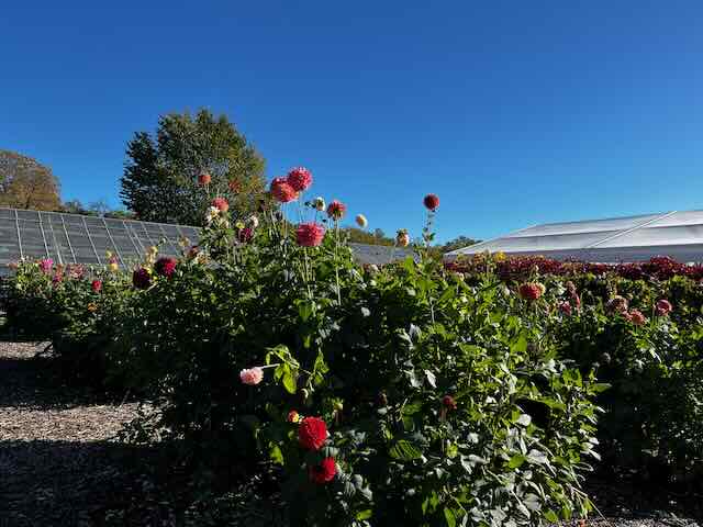 dalie colorate a Rosendals Tradgard