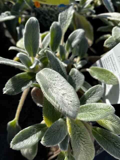 Stachys byzantina