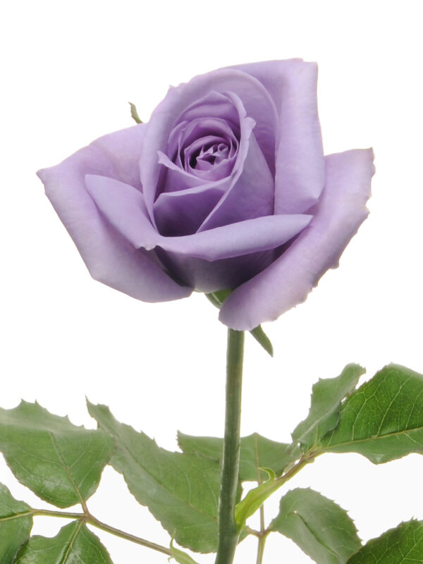 suntory_blue_rose